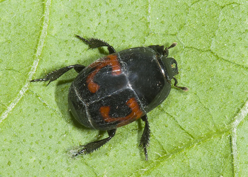 Histeridae: Hister quadrimaculatus